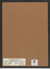 Amphitetras quadrangularis (Grev.) De-Toni (de-Toni-Nr.: Genus 137, Species 3623) Zeichnungen Sammlung Grunow Mappe 03769 (Herbarium_W_Grunow_drawings_Folder_03769)